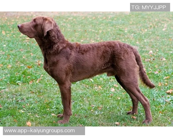 美国队新吉祥物班纳灵感源自切萨皮克湾寻猎犬的故事